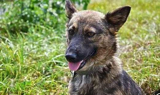 Smutka w schronisku bardzo tęskni za domem - to ma