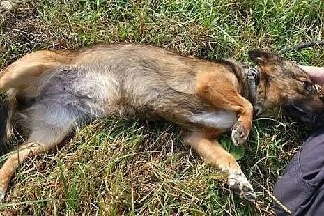Smutka w schronisku bardzo tęskni za domem - to ma