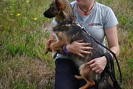 Smutka w schronisku bardzo tęskni za domem - to ma