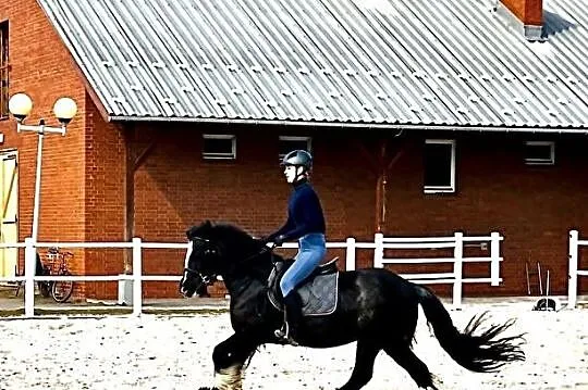 Mr.Blue /Heartbreaker 2017 r walach KWPN, , 