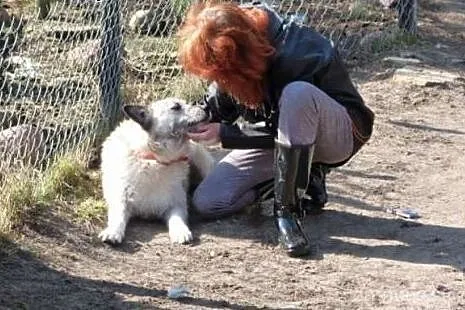 Iwan wspaniały psiak marzy o kochającym domku na c