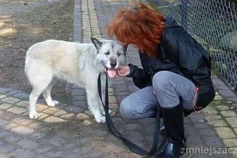 Iwan wspaniały psiak marzy o kochającym domku na c