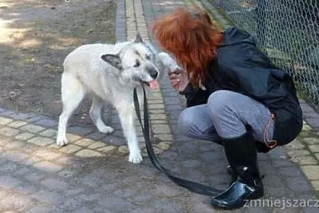 Iwan wspaniały psiak marzy o kochającym domku na c