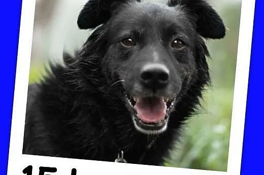 Średni 15 kg, 5 lat,grzeczny,kontaktowy,przyjazny pies CZARLI.Adopcja,  małopolskie Kraków