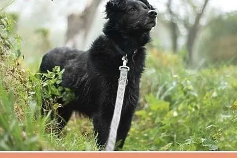 Średni 15 kg, 5 lat,grzeczny,kontaktowy,przyjazny 