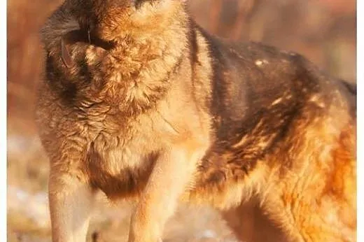 Bari wspaniały pogodny piesek marzy o kochającym d
