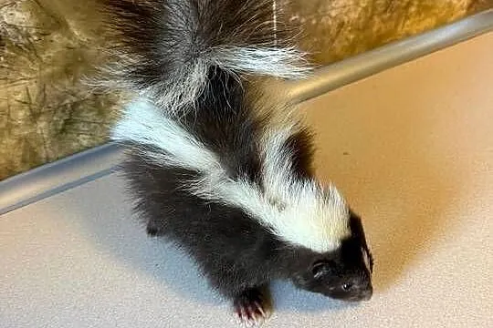 Skunks
