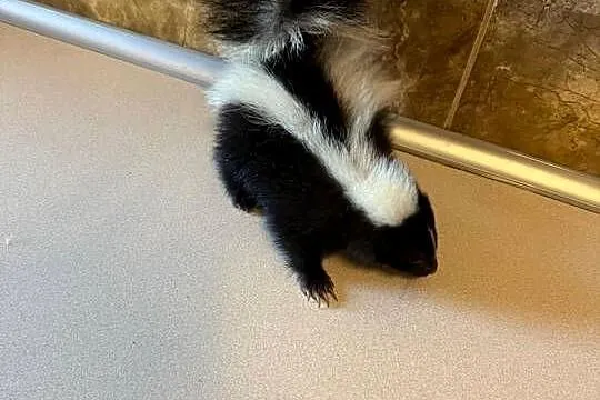 Skunks, Mazowieckie, Warszawa
