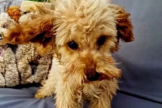 Przekochany pudel toy Lou tatus FCI, Podkarpackie, Dębica