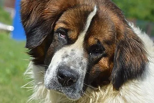 Cudowna BERNARDYNKA Beti czeka na prawdziwy dom!