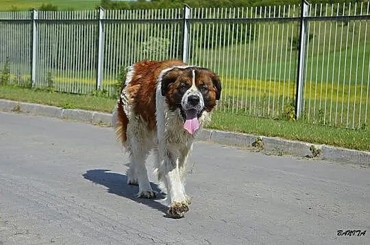 Cudowna BERNARDYNKA Beti czeka na prawdziwy dom!
