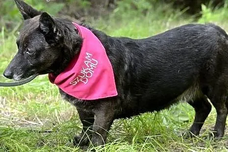 Maleńka pieszczoszka Rumba szuka domu!,  mazowieck