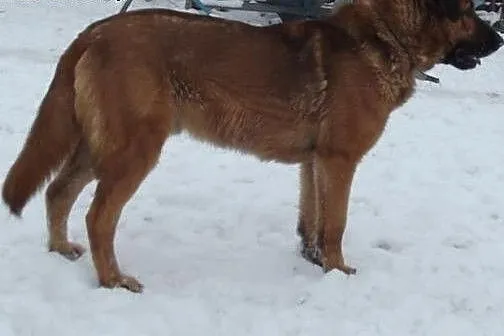 Misiu ma około 6 lat,  śląskie Dąbrowa Górnicza