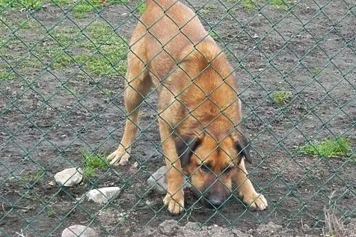Misiu ma około 6 lat,  śląskie Dąbrowa Górnicza