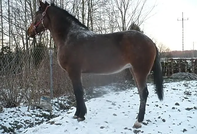 Klacz Tarantowata