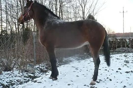 Klacz Tarantowata
