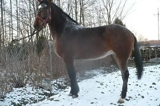 Klacz Tarantowata