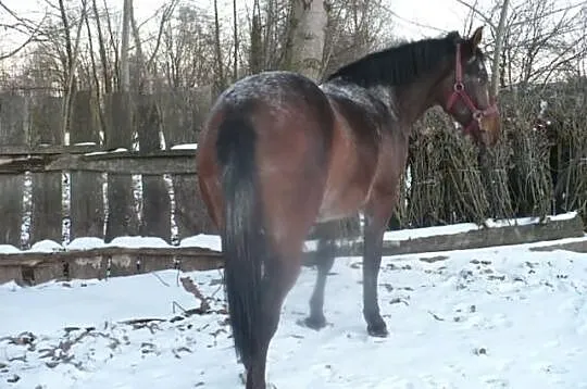 Klacz Tarantowata