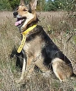 Dostoiny owczarek niemiecki Ares do adopcji, wiel