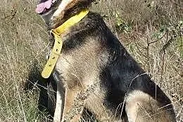 Dostoiny owczarek niemiecki Ares do adopcji,  wiel
