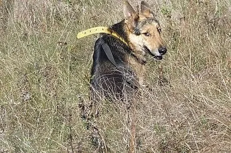 Dostoiny owczarek niemiecki Ares do adopcji,  wiel