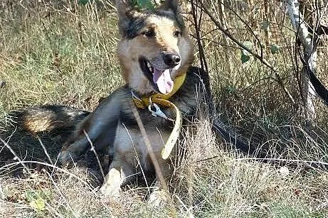 Dostoiny owczarek niemiecki Ares do adopcji,  wiel