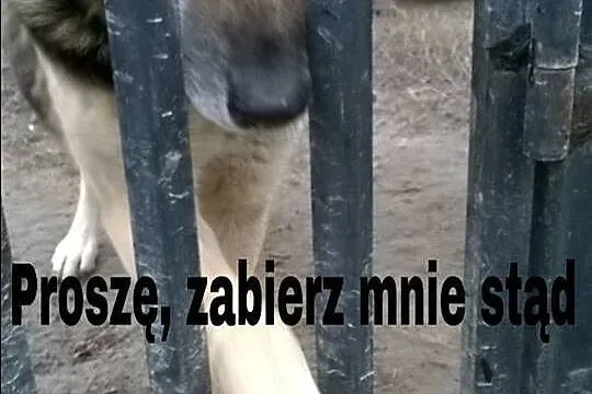 MAX bardzo przyjacielski, łagodny pies