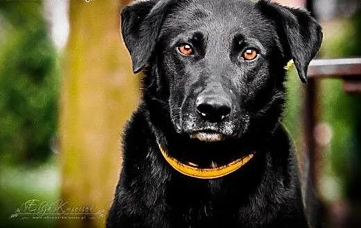 KUFEL - młody BEZTROSKI i KOCHANY 30 kg psiak do a