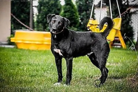 KUFEL - młody BEZTROSKI i KOCHANY 30 kg psiak do a