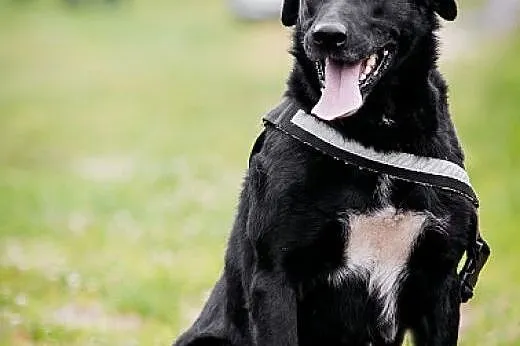 KUFEL - młody BEZTROSKI i KOCHANY 30 kg psiak do a