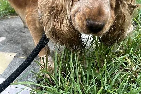 Sunia Cockier spaniel angielski, Kujawsko-pomorskie, Koronowo