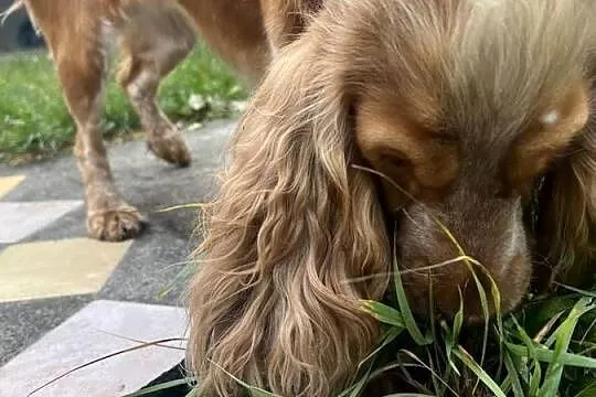 Sunia Cockier spaniel angielski, Kujawsko-pomorskie, Koronowo