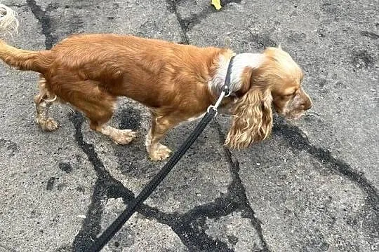 Sunia Cockier spaniel angielski, Kujawsko-pomorskie, Koronowo