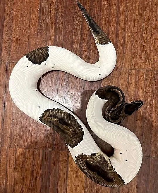 Pyton Królewski 1.0 Piebald, Dolnośląskie, Kiełczów