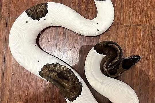 Pyton Królewski 1.0 Piebald, Dolnośląskie, Kiełczów