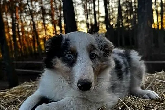 Owczarek szkocki collie, Wielkopolskie, Zakrzewo