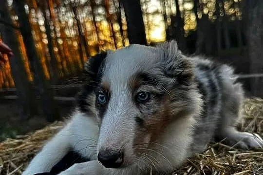 Owczarek szkocki collie, Wielkopolskie, Zakrzewo