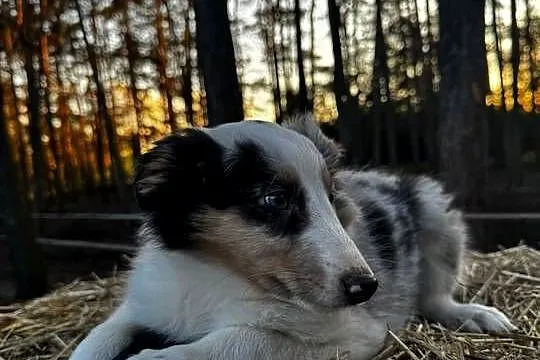 Owczarek szkocki collie, Wielkopolskie, Zakrzewo