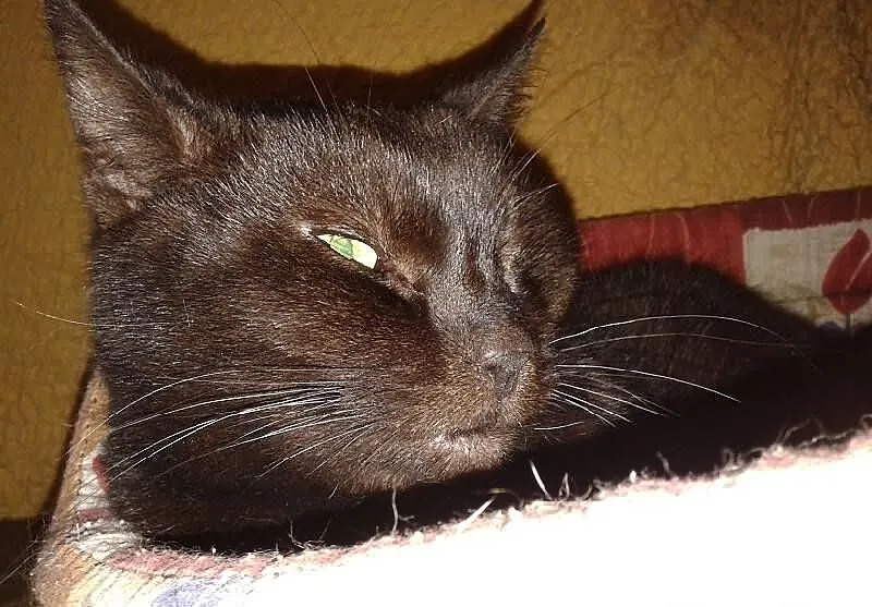 Adopcja kota Koty kocięta do adopcji - Ząbek
