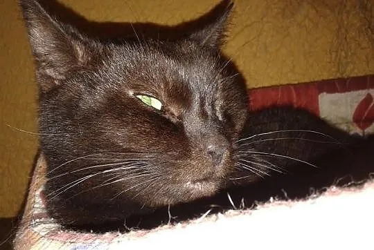 Adopcja kota Koty kocięta do adopcji - Ząbek