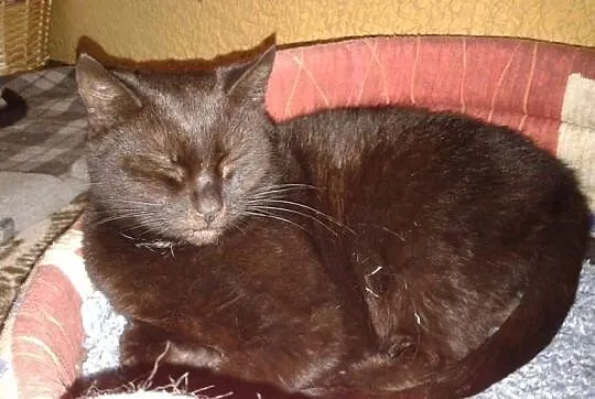 Adopcja kota Koty kocięta do adopcji - Ząbek
