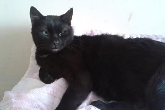 Adopcja kota Koty kocięta do adopcji - Ząbek