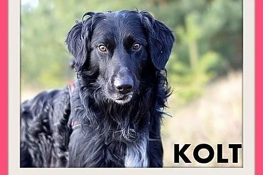 KOLT,czarny retriever,przyjazny wobec opiekunów,wesoły pies.ADOPCJA,  dolnośląskie Wrocław