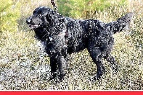 KOLT,czarny retriever,przyjazny wobec opiekunów,we