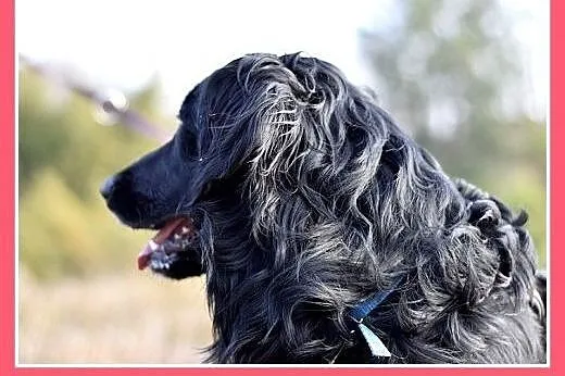 KOLT,czarny retriever,przyjazny wobec opiekunów,we