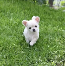 Szczenięta chihuahua dostępne na sprzedaż. Zainteresowanych prosimy o kontakt.