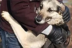 Willma to urosza suczka która ma około 7 lat i szuka nowej rodziny .,  łódzkie Skierniewice