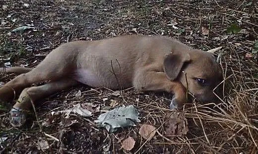 Szczeniaki szukają domu. Adoptuj chociaż jednego.,