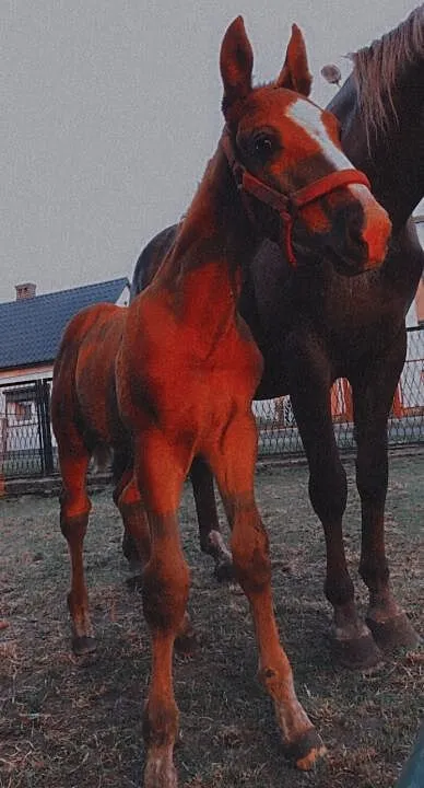 Sprzedam klacz czteroletnią ze źrebakiem, , Ostrów