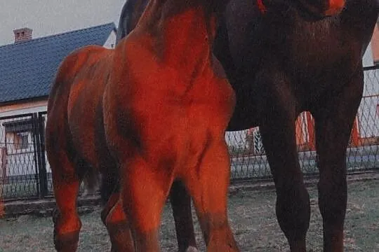 Sprzedam klacz czteroletnią ze źrebakiem, , Ostrów